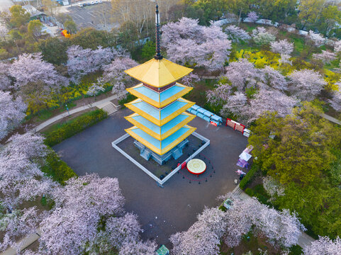 武汉东湖磨山樱花园春季风光