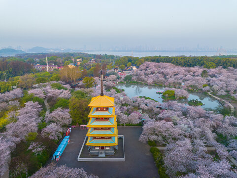 武汉东湖磨山樱花园春季风光