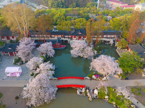 武汉东湖磨山樱花园春季风光