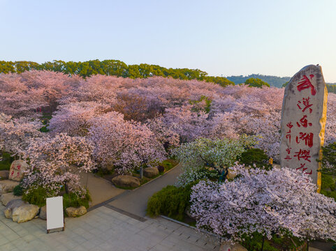 武汉东湖磨山樱花园春季风光