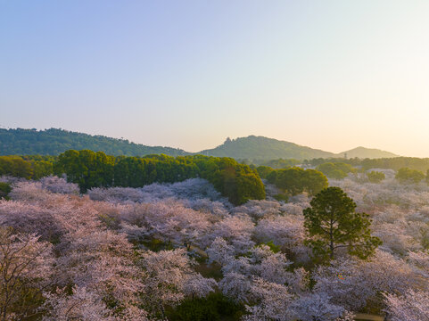 武汉东湖磨山樱花园春季风光