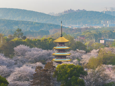 武汉东湖磨山樱花园春季风光