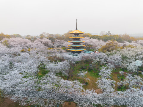 武汉东湖磨山樱花园春季风光