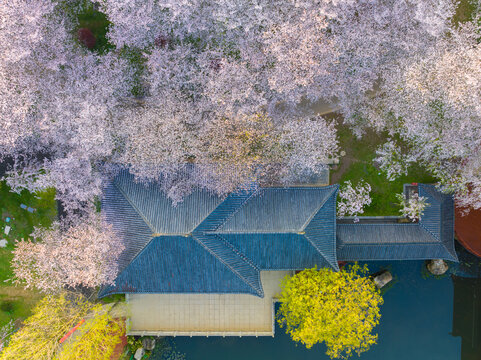 武汉东湖磨山樱花园春季风光