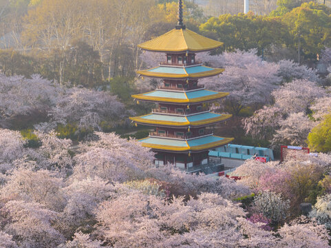 武汉东湖磨山樱花园春季风光