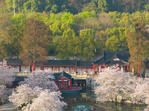 武汉东湖磨山樱花园春季风光
