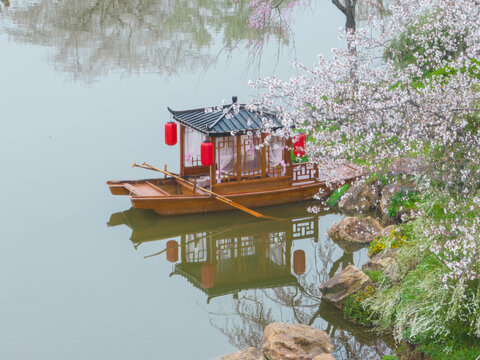 武汉东湖磨山樱花园春季风光