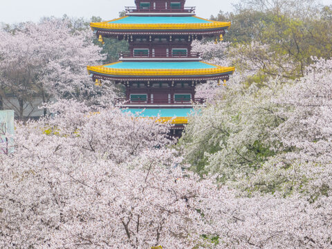 武汉东湖磨山樱花园春季风光