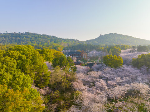 武汉东湖磨山樱花园春季风光