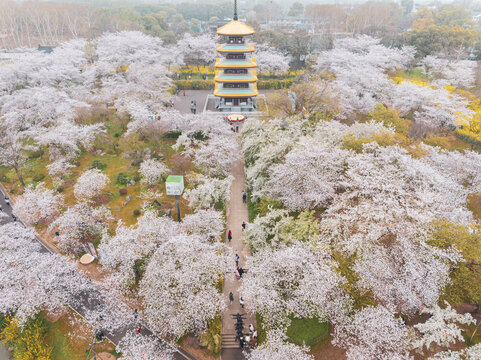 武汉东湖磨山樱花园春季风光