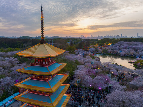 武汉东湖磨山樱花园夜景风光