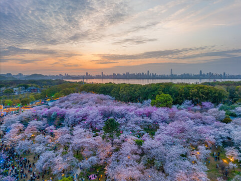 武汉东湖磨山樱花园夜景风光