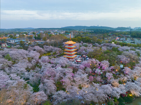 武汉东湖磨山樱花园夜景风光