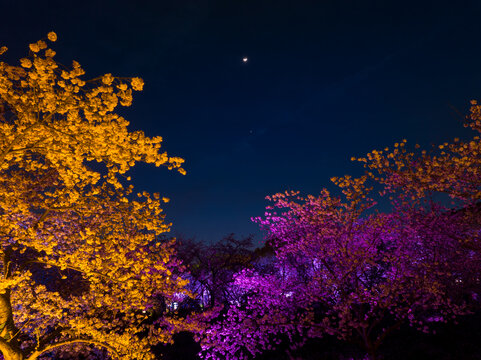 武汉东湖磨山樱花园夜景风光