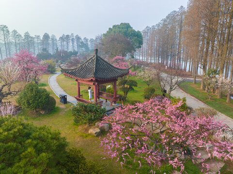 武汉东湖磨山梅园春季风光