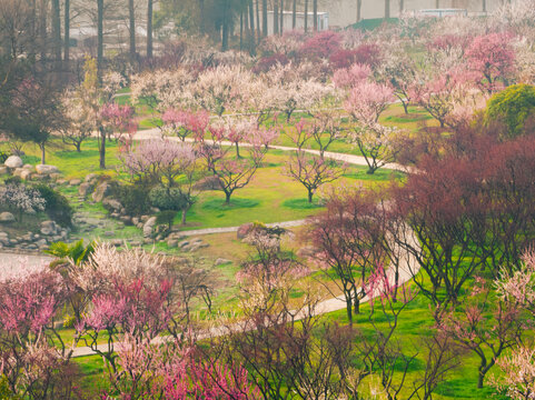 武汉东湖磨山梅园春季风光