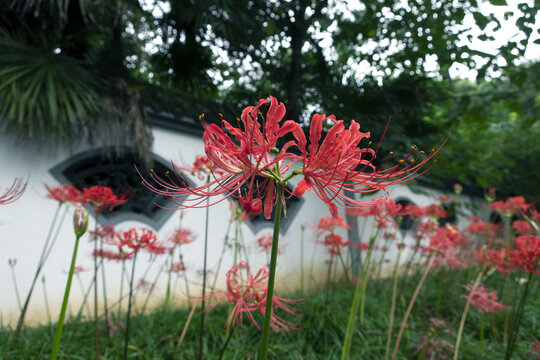 彼岸花