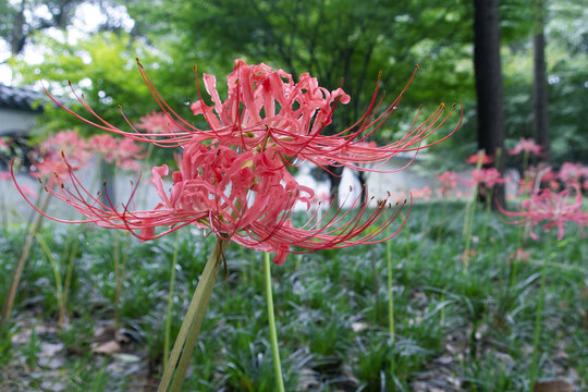 彼岸花