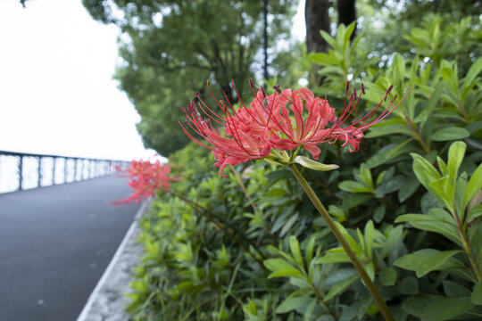 彼岸花
