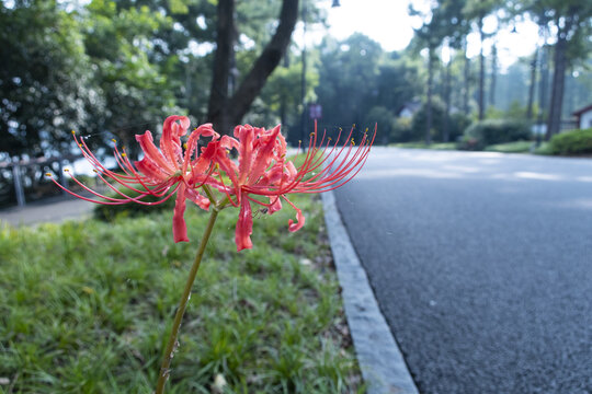 彼岸花