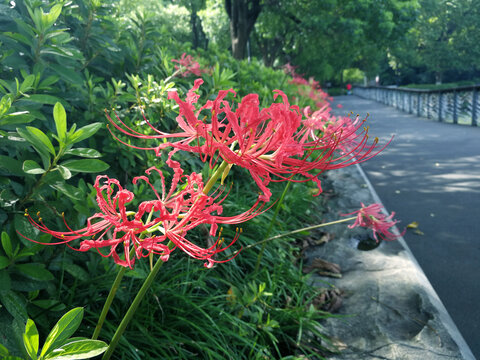 彼岸花