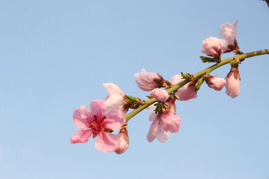 春日桃花