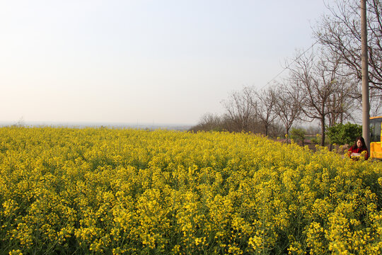 春天油菜花