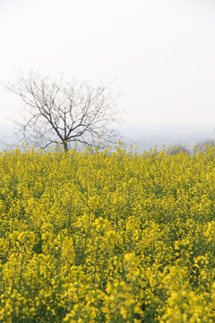 黄油菜花