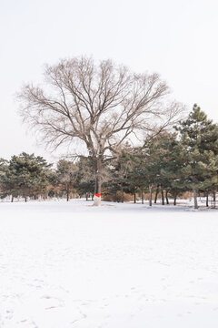 冬天雪后沈阳北陵公园风景