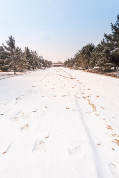 冬天雪后沈阳北陵公园风景