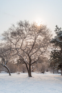 雪后沈阳北陵公园的道路树林