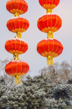 雪后沈阳北陵公园里的红灯笼