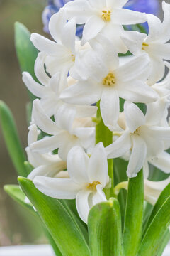 风信子花特写