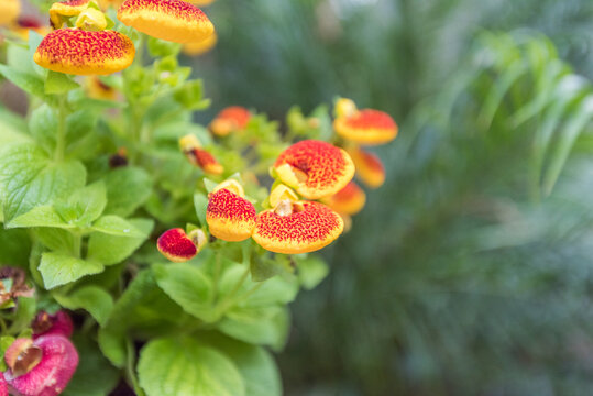 公园里的状元花蒲包花特写