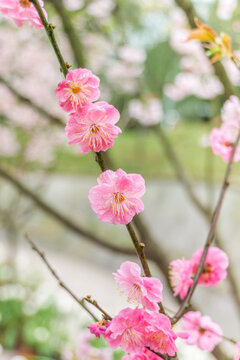 春天公园里的梅花特写