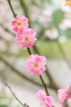 春天公园里的梅花特写