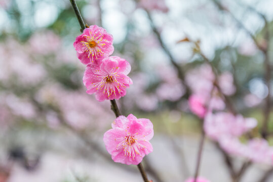 春天公园里的梅花特写