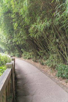 春天里中国成都的竹林草地