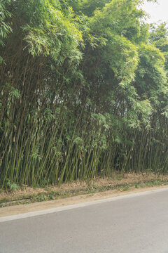 春天里中国成都的竹林草地