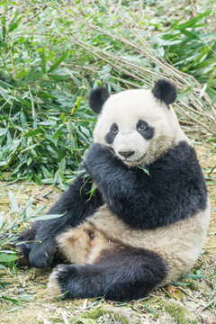中国四川成都的大熊猫