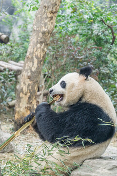 中国四川成都的大熊猫