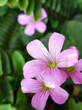 红花酢浆草