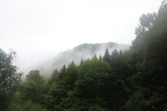 长白山望天鹅风景区