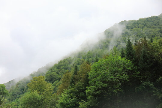 长白山望天鹅风景区