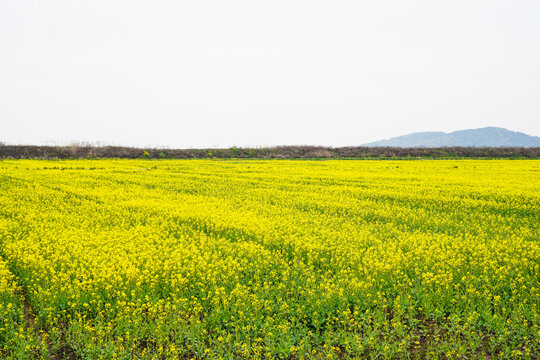 油菜花田