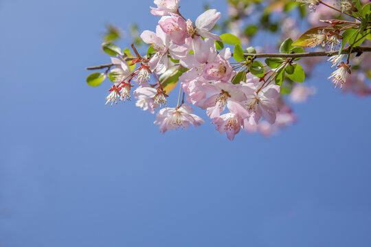 鲜花边框