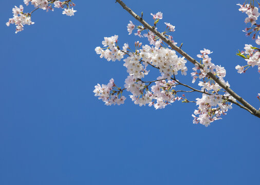 蓝天白云与鲜花