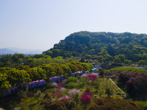 绍兴吼山桃花节航拍