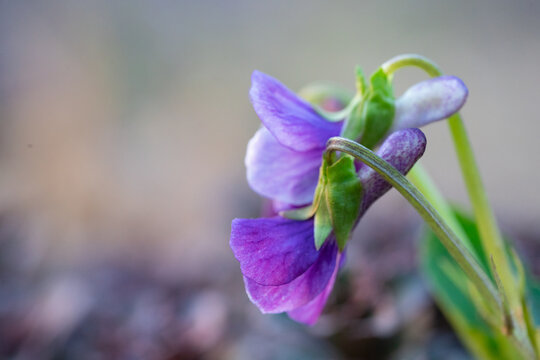 立夏紫色花朵
