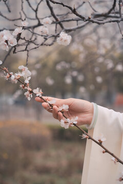 手拿杏花花朵